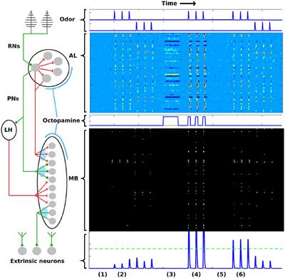 Biological Mechanisms for Learning: A Computational Model of Olfactory Learning in the Manduca sexta Moth, With Applications to Neural Nets